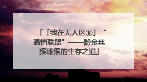 「我在无人区⑧」“温情联盟”——黔金丝猴雌猴的生存之道