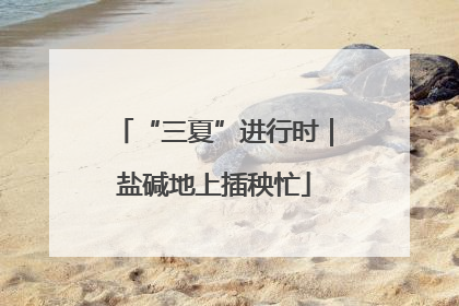 “三夏”进行时｜盐碱地上插秧忙
