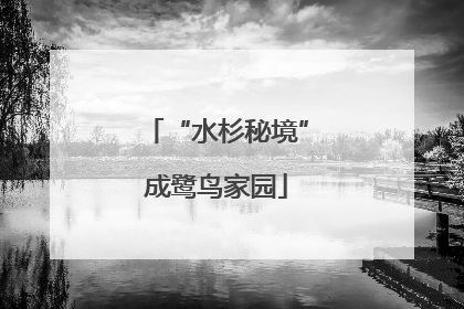 “水杉秘境”成鹭鸟家园