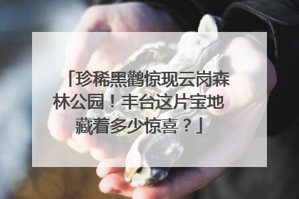 珍稀黑鹳惊现云岗森林公园！丰台这片宝地藏着多少惊喜？