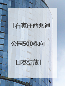 石家庄西兆通公园500株向日葵绽放