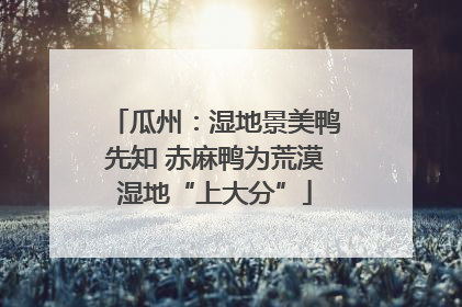 瓜州：湿地景美鸭先知 赤麻鸭为荒漠湿地“上大分”