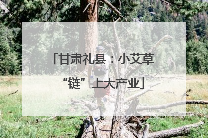 甘肃礼县：小艾草“链”上大产业