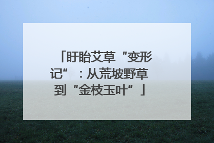 盱眙艾草“变形记”：从荒坡野草到“金枝玉叶”