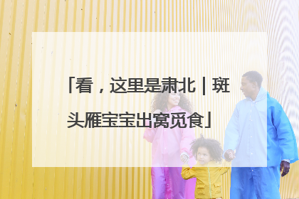 看，这里是肃北｜斑头雁宝宝出窝觅食