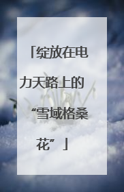 绽放在电力天路上的“雪域格桑花”