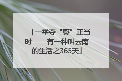 一举夺“葵”正当时——有一种叫云南的生活之365天