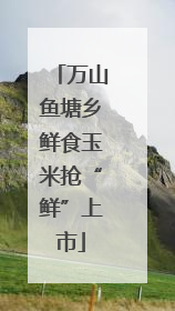 万山鱼塘乡鲜食玉米抢“鲜”上市