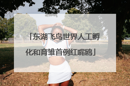 东湖飞鸟世界人工孵化和育雏首例红嘴鸥