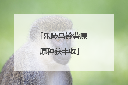 乐陵马铃薯原原种获丰收