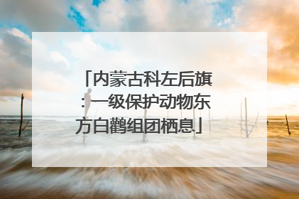 内蒙古科左后旗：一级保护动物东方白鹳组团栖息