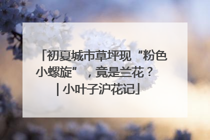 初夏城市草坪现“粉色小螺旋”，竟是兰花？ | 小叶子沪花记