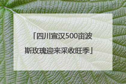 四川宣汉500亩波斯玫瑰迎来采收旺季