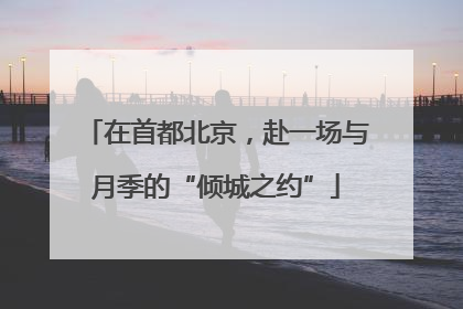 在首都北京，赴一场与月季的“倾城之约”