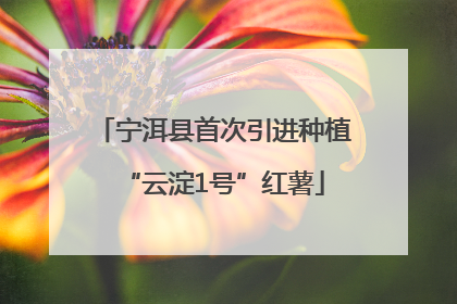 宁洱县首次引进种植“云淀1号”红薯