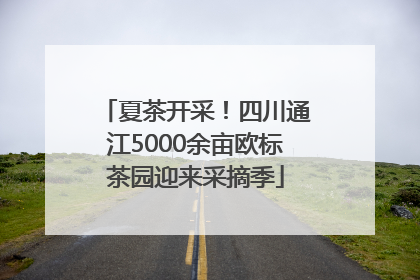 夏茶开采！四川通江5000余亩欧标茶园迎来采摘季