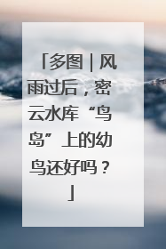 多图｜风雨过后，密云水库“鸟岛”上的幼鸟还好吗？