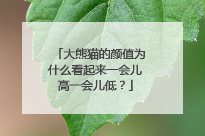 大熊猫的颜值为什么看起来一会儿高一会儿低？