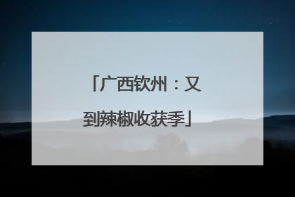 广西钦州：又到辣椒收获季