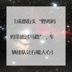 成都街头“野鸡妈妈带崽过马路”，车辆排队让行暖人心