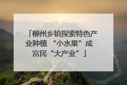 柳州乡镇探索特色产业种植 “小水果”成富民“大产业”