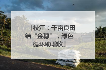枝江：千亩良田结“金穗”，绿色循环助增收