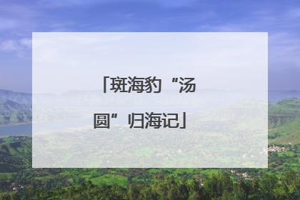 斑海豹“汤圆”归海记