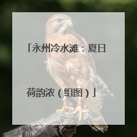 永州冷水滩：夏日荷韵浓（组图）