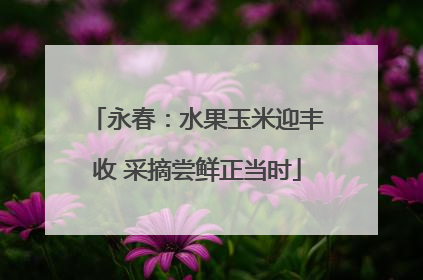 永春：水果玉米迎丰收 采摘尝鲜正当时