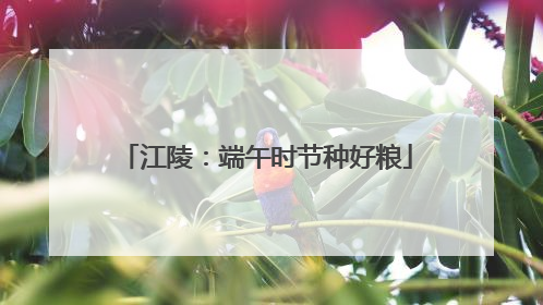 江陵：端午时节种好粮