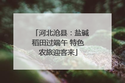 河北沧县：盐碱稻田过端午 特色农旅迎客来
