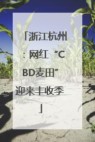 浙江杭州：网红“CBD麦田”迎来丰收季