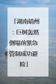 湖南靖州：巨树轰然倒塌前紧急管制成功避险