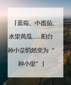 蓝莓、小番茄、水果黄瓜……阳台种小菜悄然变为“种小果”