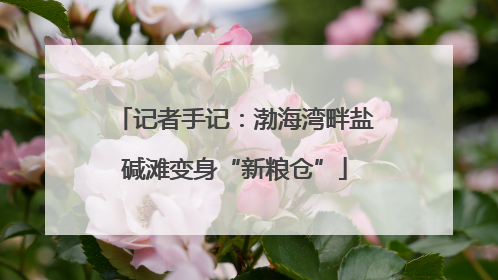 记者手记：渤海湾畔盐碱滩变身“新粮仓”