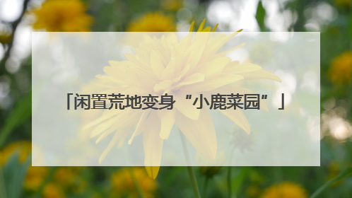 闲置荒地变身“小鹿菜园”