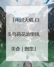 雨过天晴 白头鸟荷花池里找美食｜图集