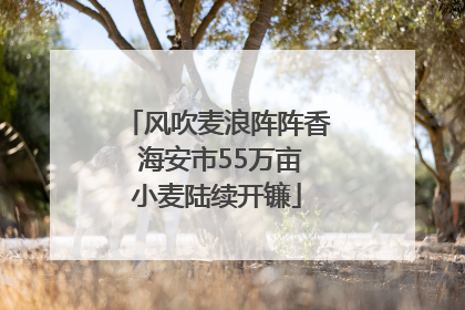 风吹麦浪阵阵香 海安市55万亩小麦陆续开镰