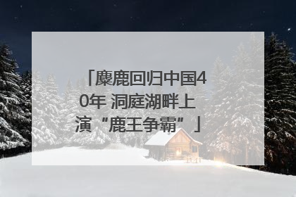 麋鹿回归中国40年 洞庭湖畔上演“鹿王争霸”