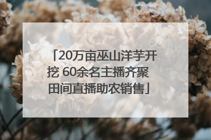 20万亩巫山洋芋开挖 60余名主播齐聚田间直播助农销售
