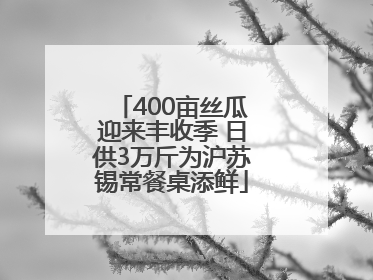 400亩丝瓜迎来丰收季 日供3万斤为沪苏锡常餐桌添鲜